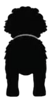 Silueta de Bernedoodle