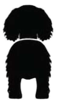 Silueta de Cavalier King Charles