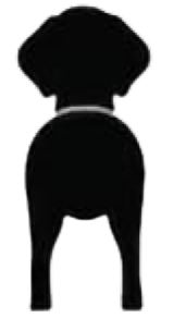 Silueta de German Shorthair