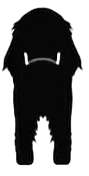 Silueta de Irish Setter