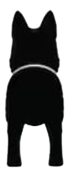 Silueta de Schipperke